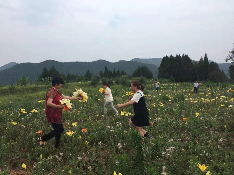 百合花盆栽出售