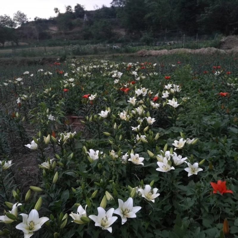 百合花盆栽出售