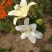 百合花盆栽出售