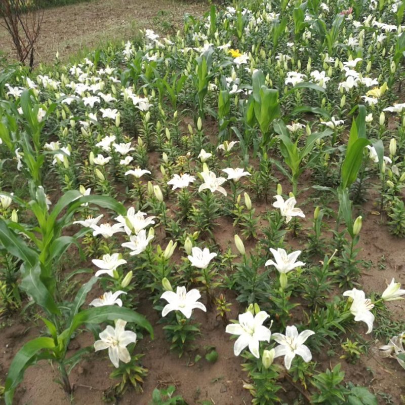 百合花盆栽出售