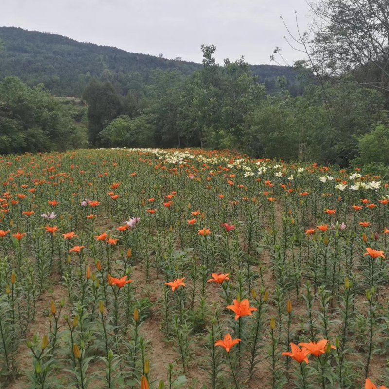 百合花盆栽出售