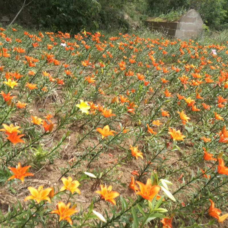 百合花盆栽出售