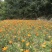百合花盆栽出售