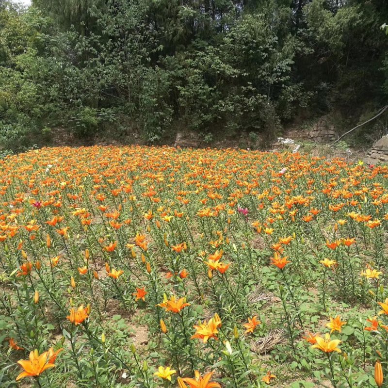 百合花盆栽出售