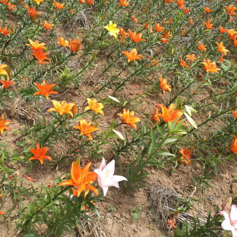 百合花盆栽出售