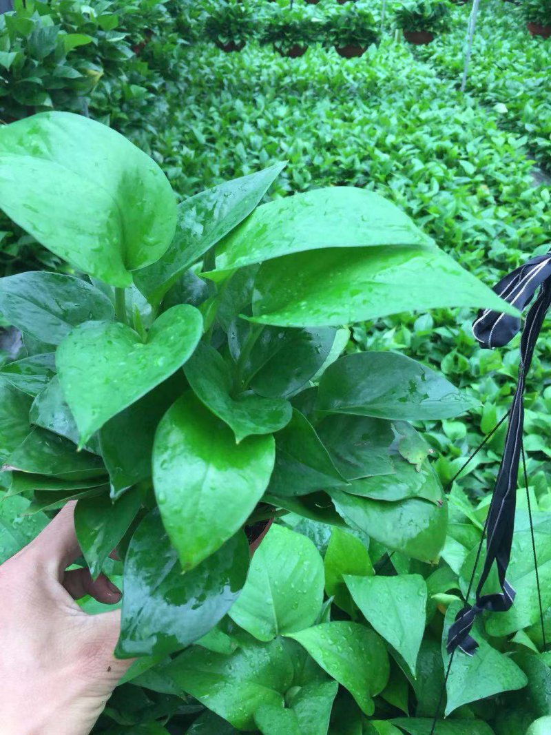 绿萝90＃
