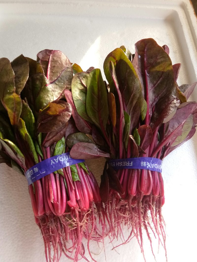 红菠菜，大量批发野菜特菜