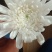 海南神马白菊花，黄菊花，小菊，品种齐全大量上市中