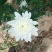 海南神马白菊花，黄菊花，小菊，品种齐全大量上市中