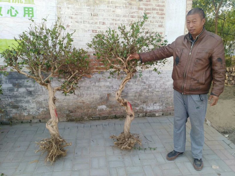 优质金银花树金银花老树桩品种齐全基地直发量大从优