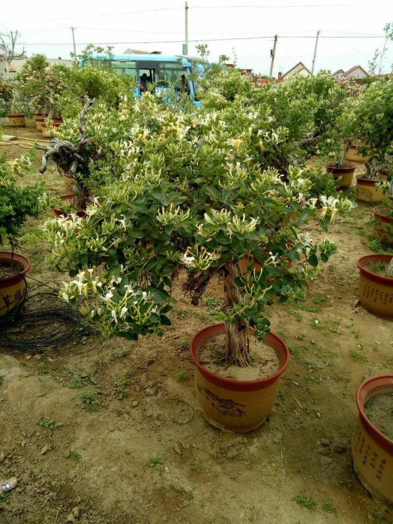 优质金银花树金银花老树桩品种齐全基地直发量大从优