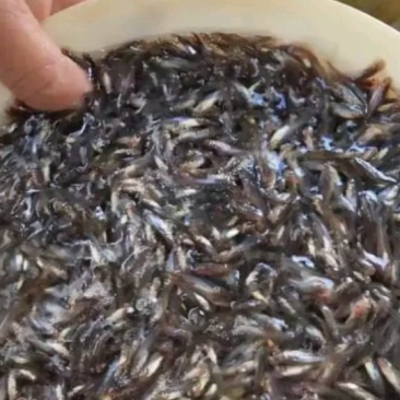 鳊鱼，草鱼，青鱼。