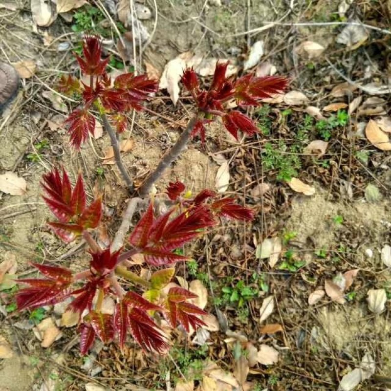 红油椿树苗
