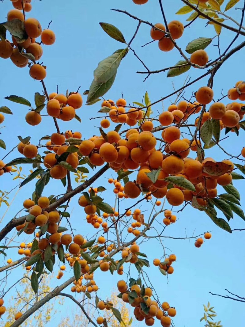 出售梨苗，梨树，车头梨，柿饼，