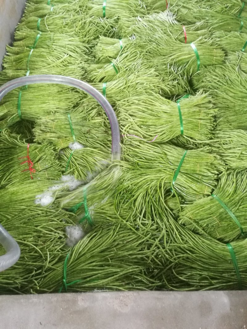 酸豆角50一70厘米，质优价廉。