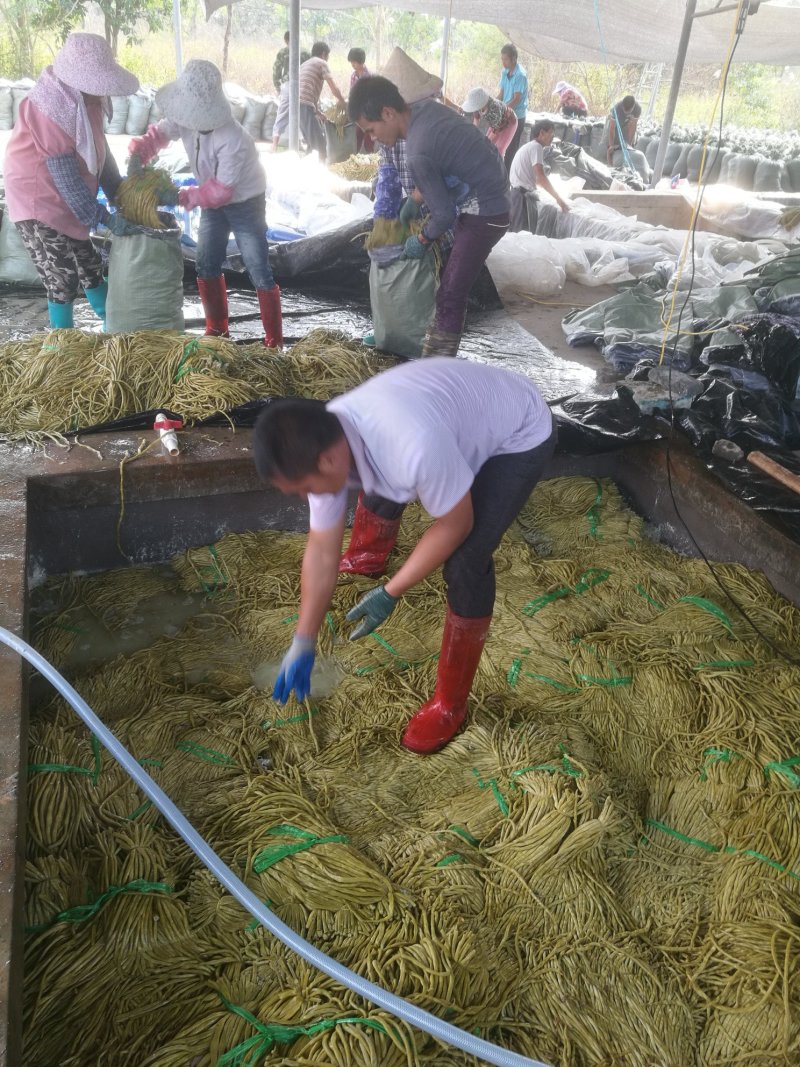 酸豆角50一70厘米，质优价廉。
