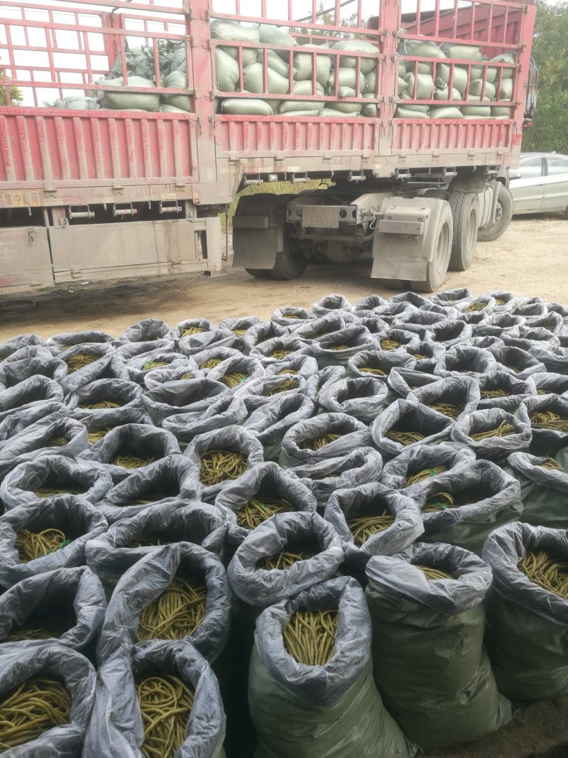 酸豆角50一70厘米，质优价廉。