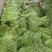 酸豆角50一70厘米，质优价廉。
