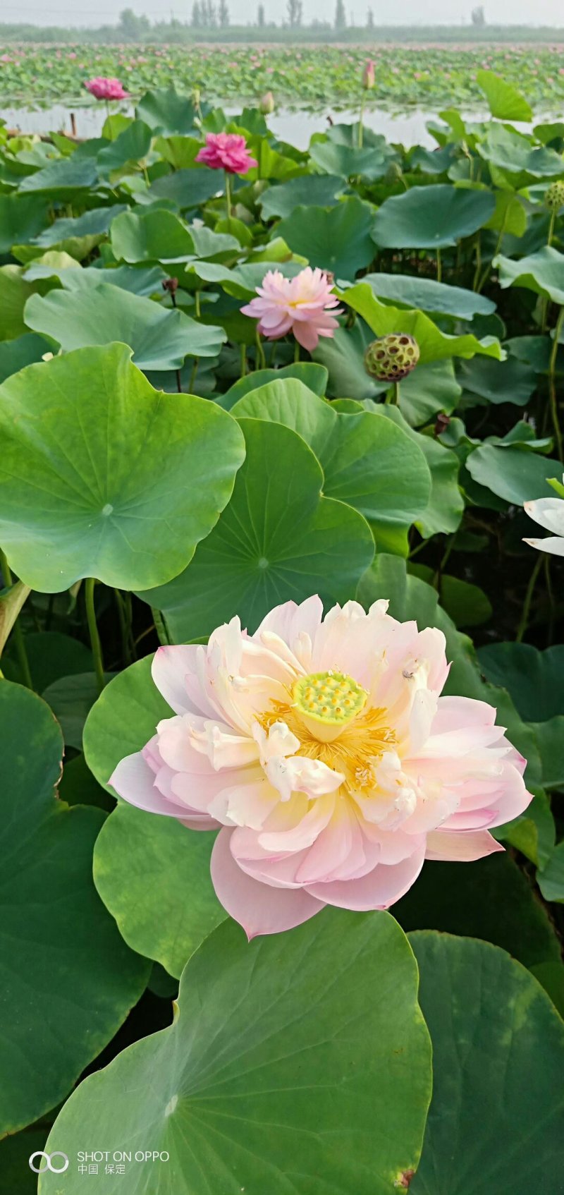 荷花