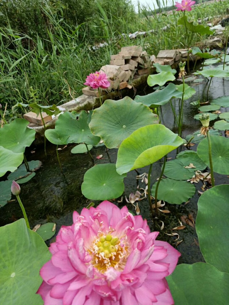 荷花