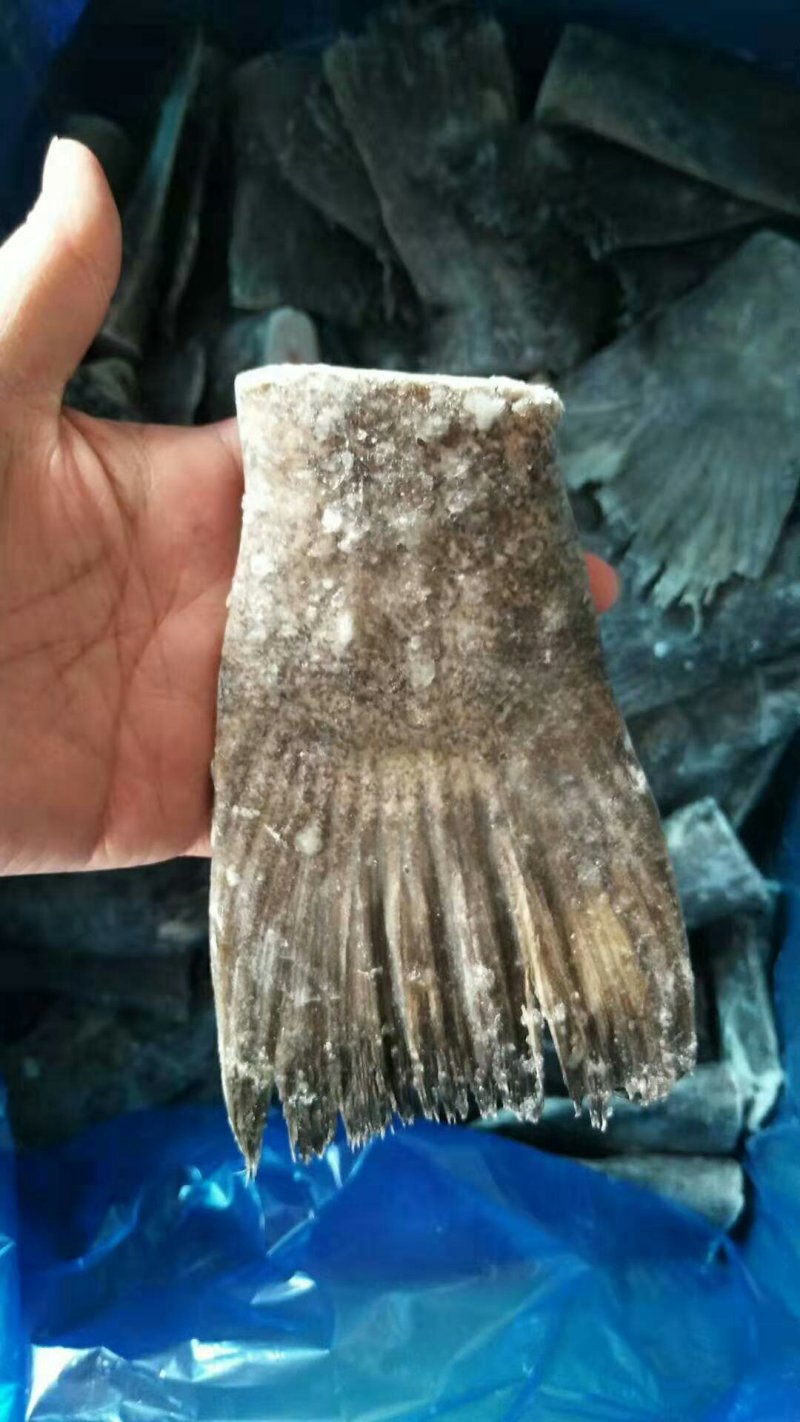 鲽鱼尾，格陵兰，全规格，，