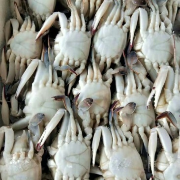 冻蟹，梭子蟹，全规格，，，