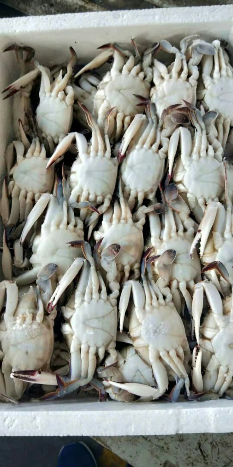冻蟹，梭子蟹，全规格，，，
