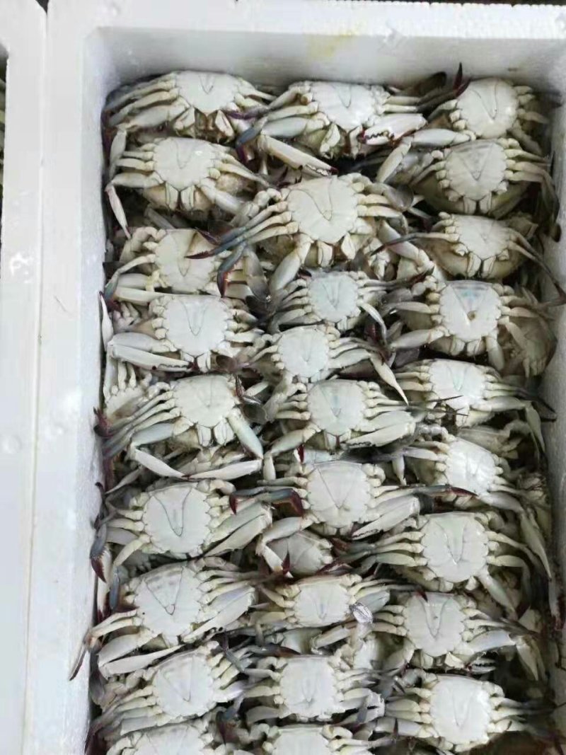 冻蟹，梭子蟹，全规格，，，
