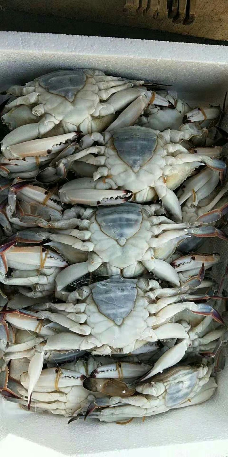 冻蟹，梭子蟹，全规格，，，