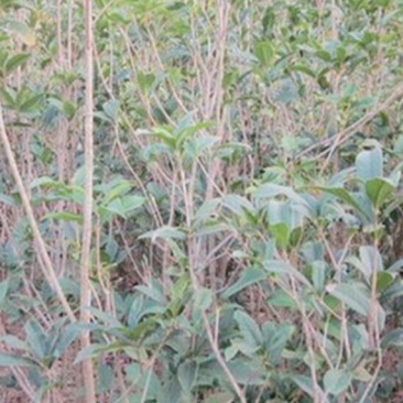 桂花树苗