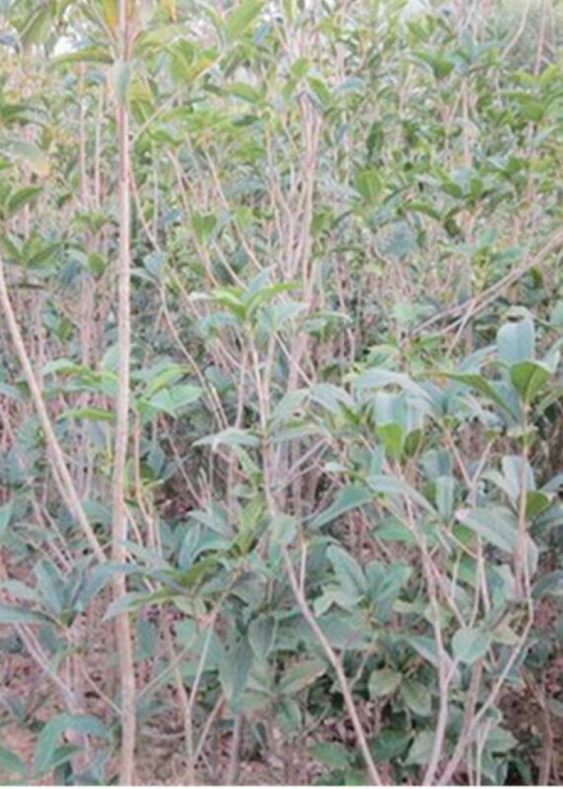 桂花树苗