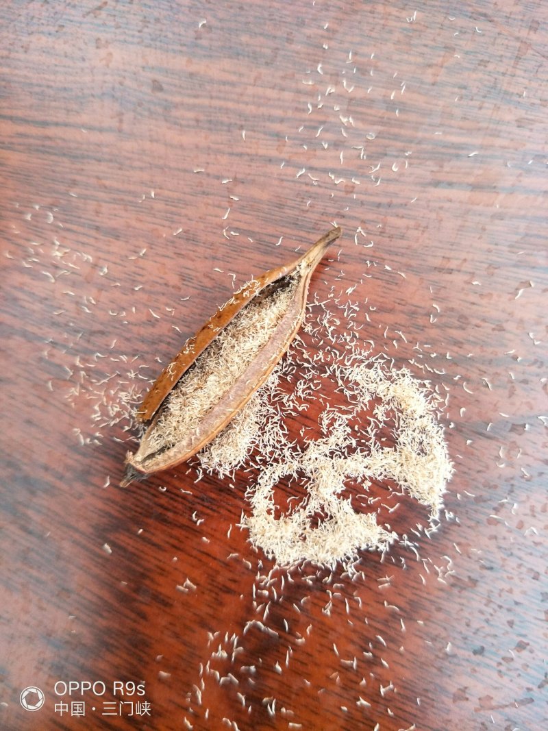 白芨果荚