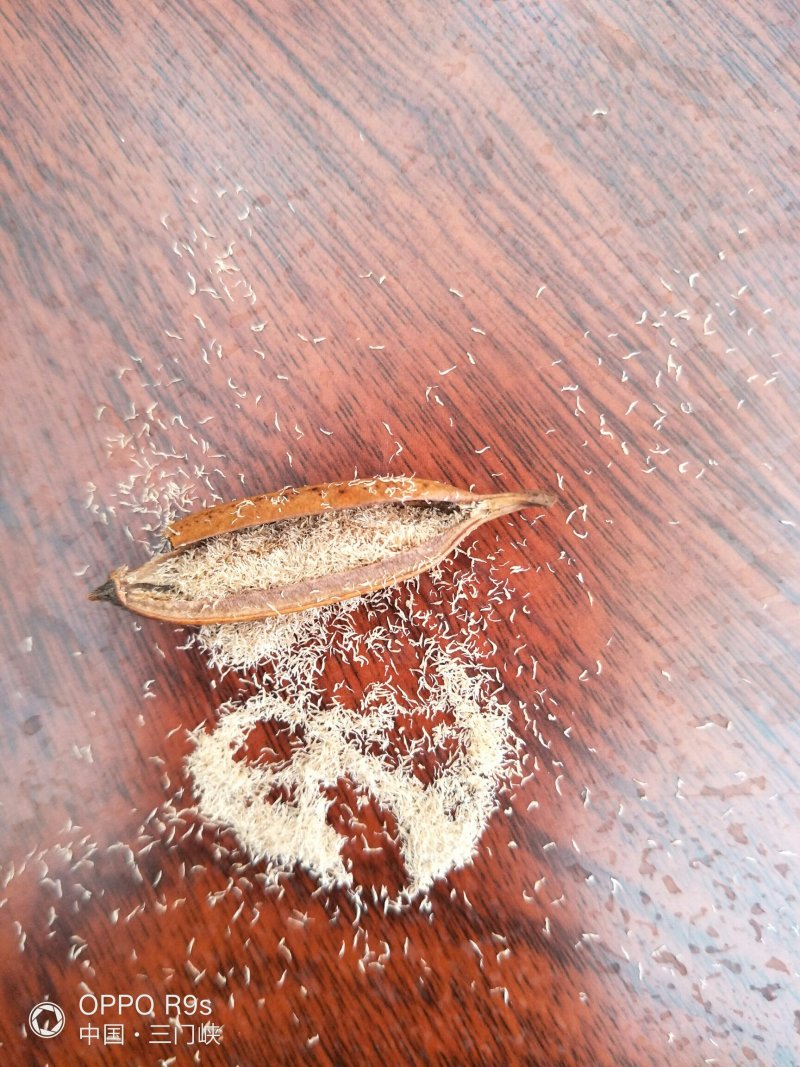 白芨果荚