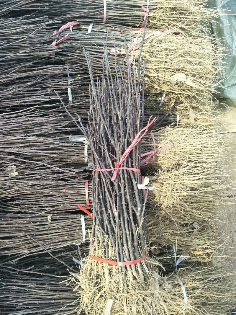 红麻椒树小苗一年苗高度50厘米花椒芽苗价格便宜