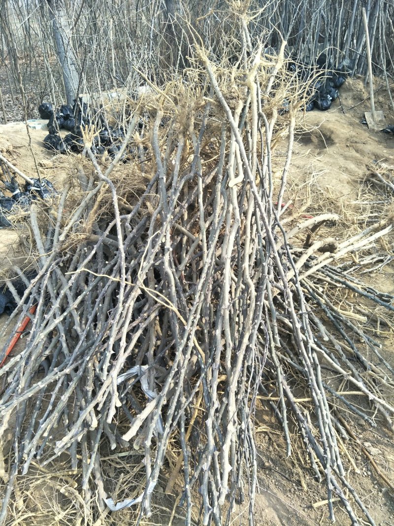 苗木种苗红麻椒树苗包成活，价格便宜花椒树苗