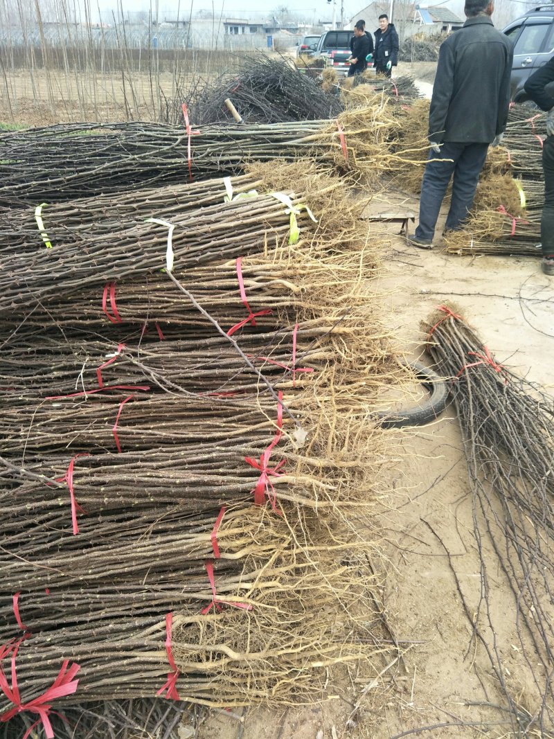 苗木种苗红麻椒树苗包成活，价格便宜花椒树苗