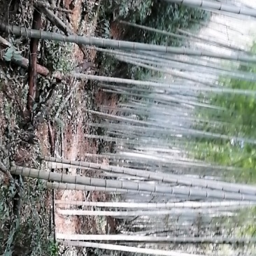 毛竹