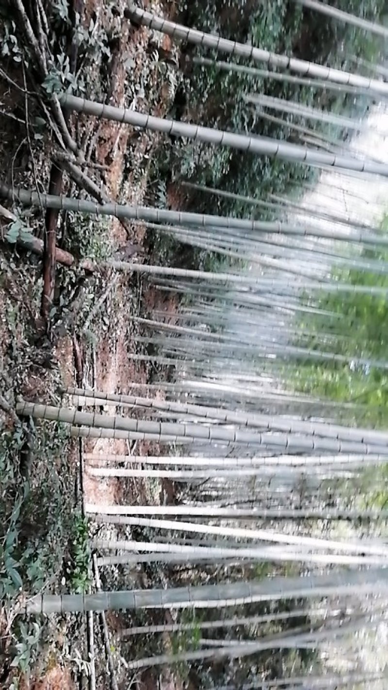 毛竹