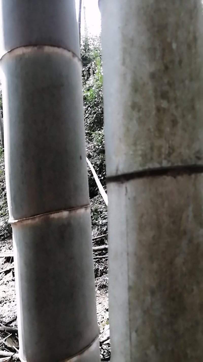 毛竹