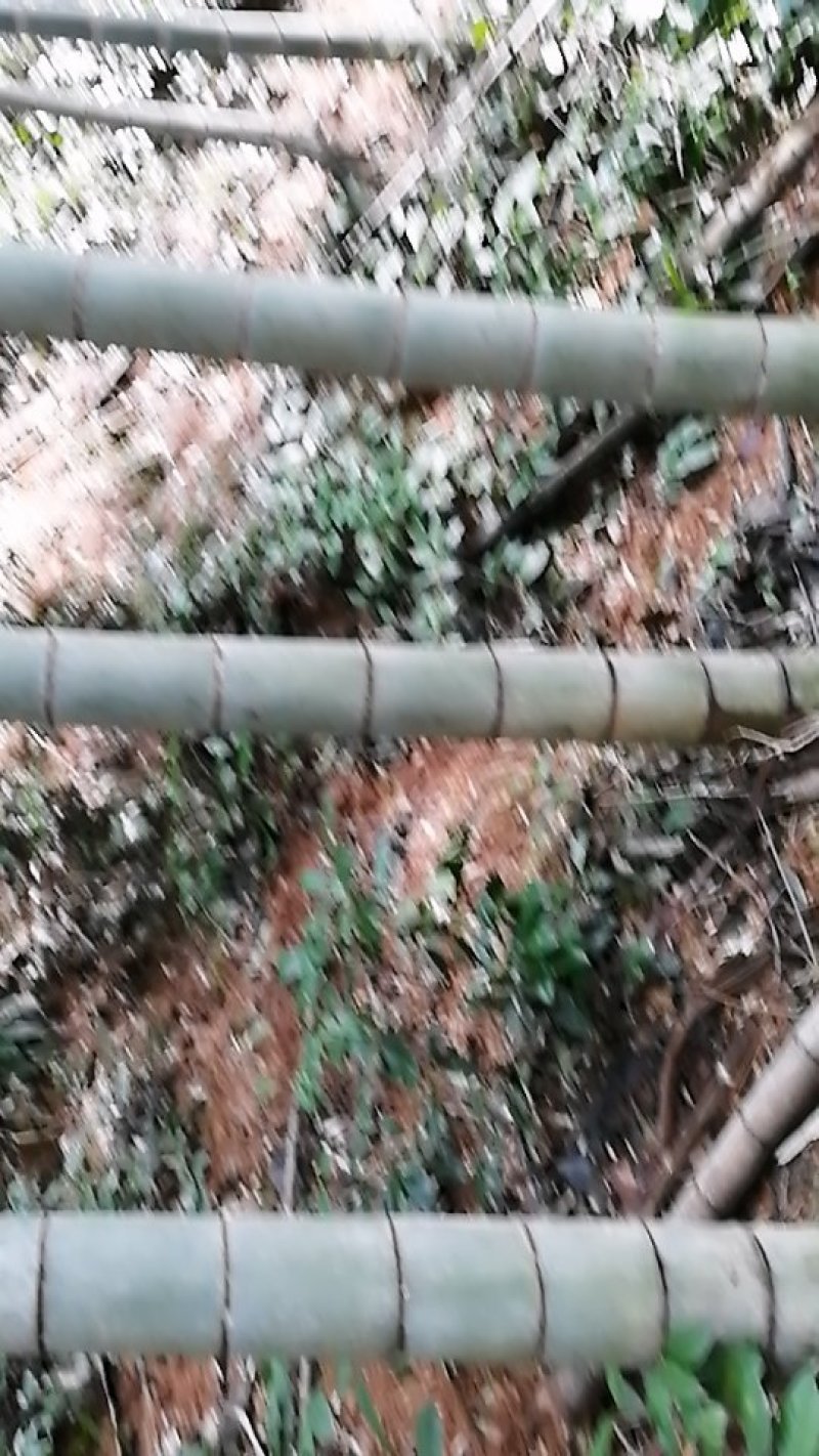 毛竹