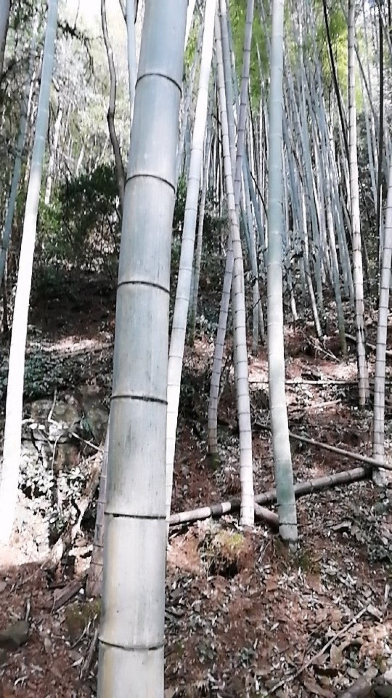 毛竹