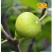 无花果苗波姬红无花果苗盆栽地栽南北方种植无花果树果苗
