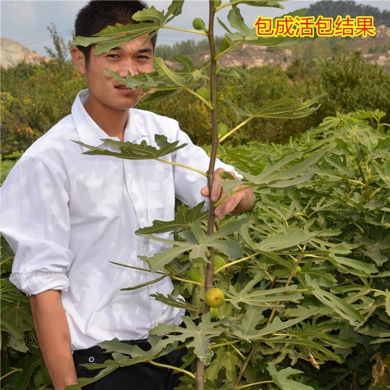 无花果苗波姬红无花果苗盆栽地栽南北方种植无花果树果苗
