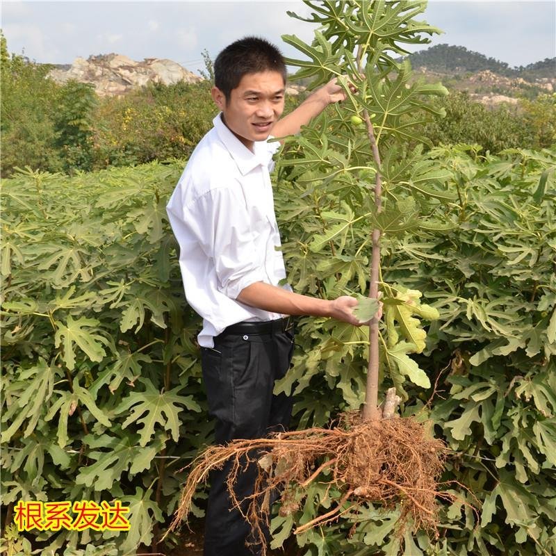 无花果苗波姬红无花果苗盆栽地栽南北方种植无花果树果苗