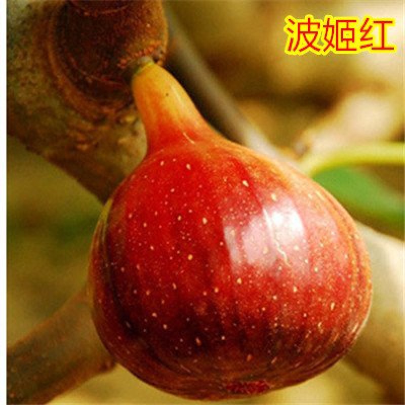 无花果苗波姬红无花果苗盆栽地栽南北方种植无花果树果苗