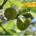 无花果苗波姬红无花果苗盆栽地栽南北方种植无花果树果苗