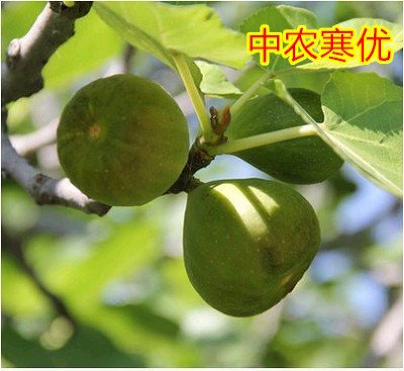 无花果苗波姬红无花果苗盆栽地栽南北方种植无花果树果苗