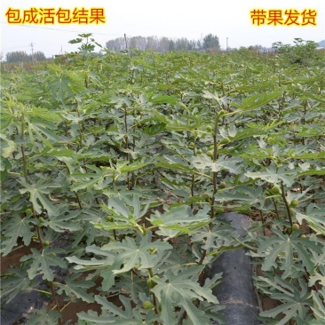 无花果苗波姬红无花果苗盆栽地栽南北方种植无花果树果苗
