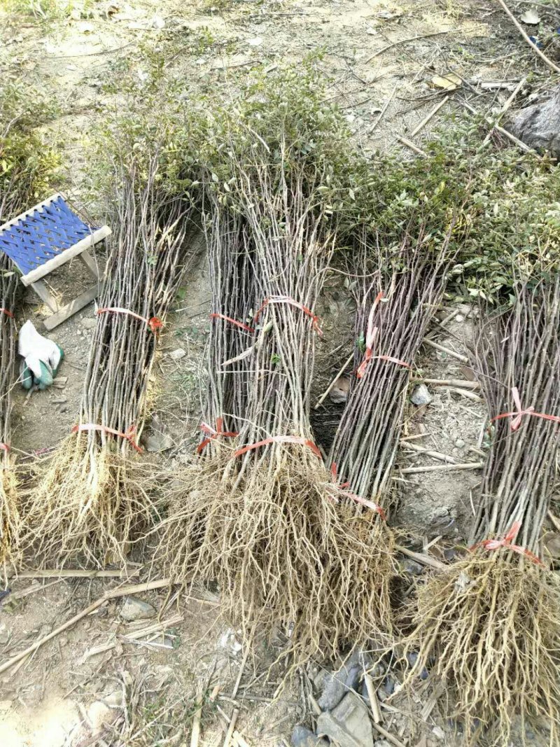 红麻椒树小苗一年苗高度50厘米花椒芽苗价格便宜
