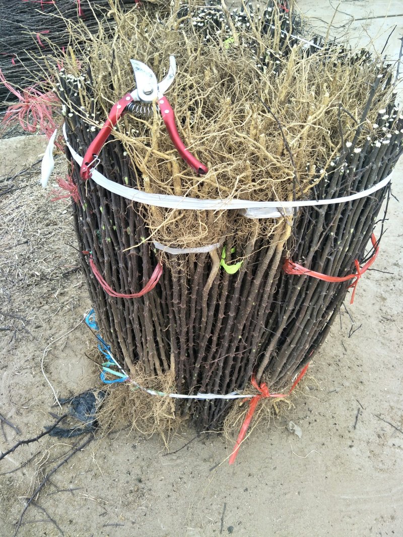 红麻椒树小苗一年苗高度50厘米花椒芽苗价格便宜